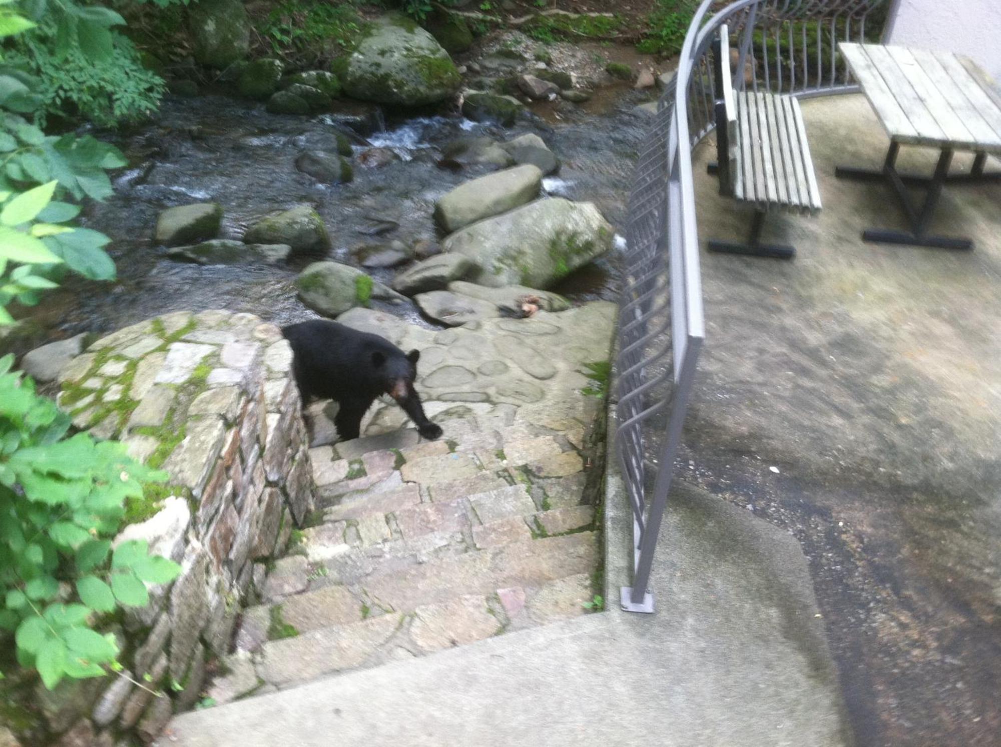 Sidney James Mountain Lodge Gatlinburg Luaran gambar
